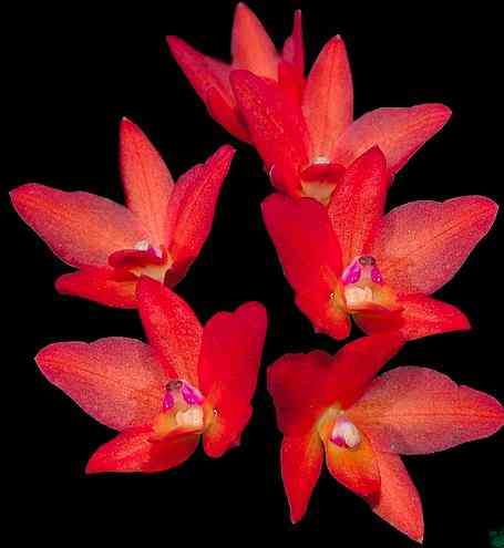 Sophronitis cernua 